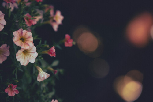 Sfocature e bokeh
