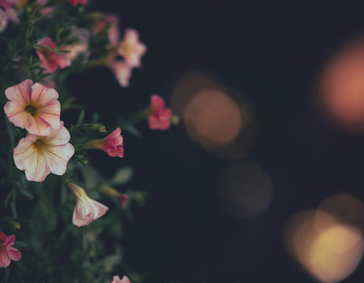 Sfocature e bokeh